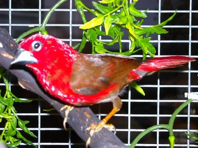 DSCN0010.JPG