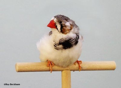 This is the breed that I've also purchased 4 from which the breeder was also selling in a large enough cage.