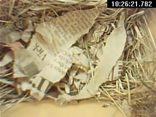 newspaper blanket over the eggs.JPG
