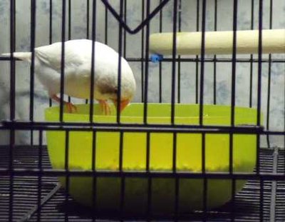 10-9  continental cfw female.jpg