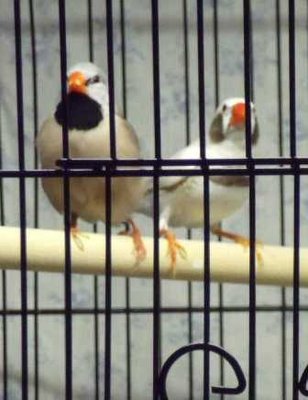 10-9 shaftail and ccfw male.jpg