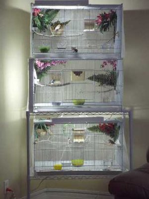 10-10 cage set up.jpg
