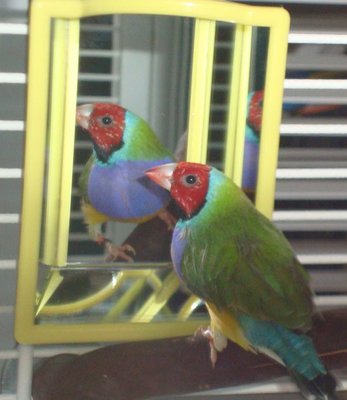 Her partner admiring himself in the mirror.