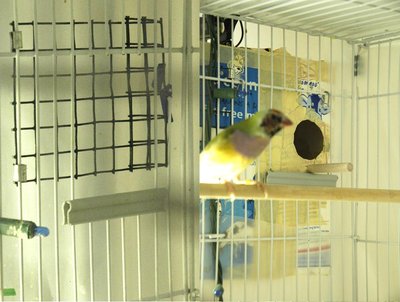 Here is the cutout.<br />left is cutout w closed door.<br />right is cutout w nest box installed.