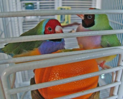 This photo was taken shortly after she was returned to her cage following her little adventure. That's her on the right, most likely already plotting her next escape...the lil' devil!