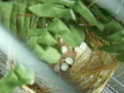 10-14 nest of FF-Isabela babies.jpg