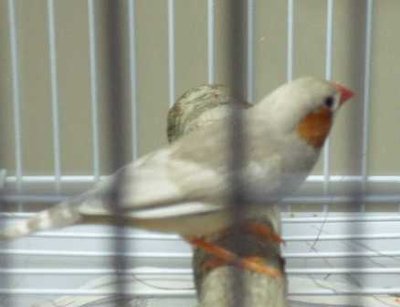 10-14 FF- Isabela male.jpg