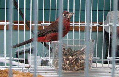 redcrestedfinch1.jpg