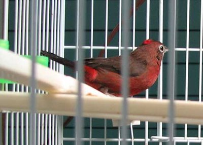 redcrestedfinch2.jpg