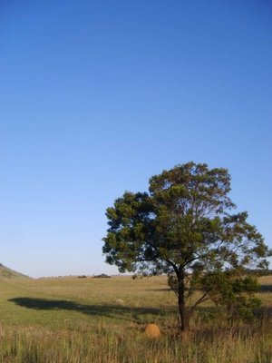 Tree.jpg