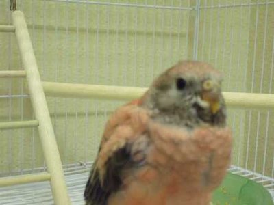 10-22 baby bourke.jpg
