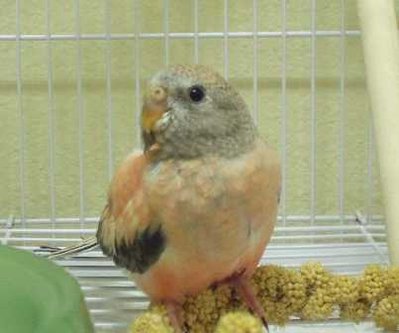 10-22 baby bourke 2.jpg