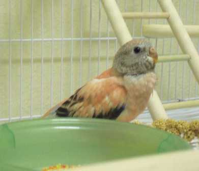 10-22 baby bourke 2a.jpg