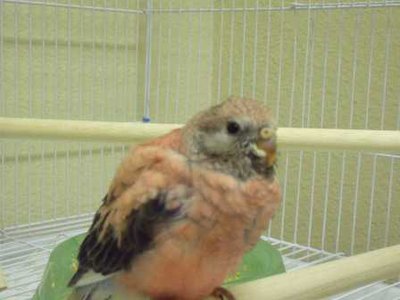 10-22 baby bourke a.jpg