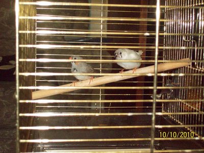 Teliah and Kehaar.jpg