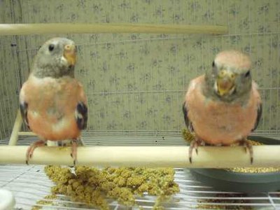 10-23 bourke babies.jpg
