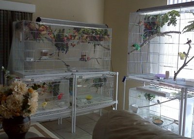 my cages.jpg
