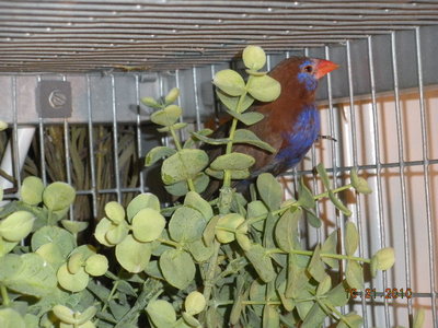 Male - pair #1