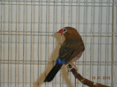 Female - pair #1