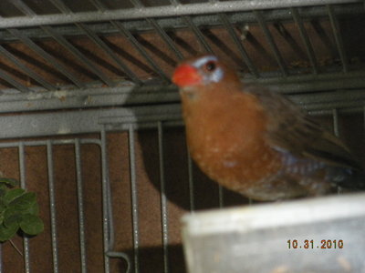 Female - pair #2