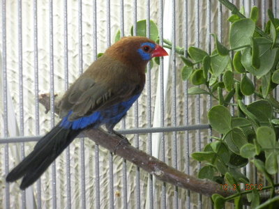 Male - pair #2
