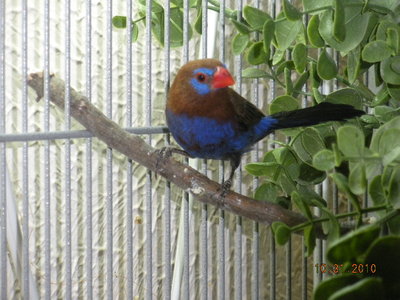 Male - pair #2