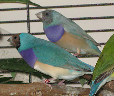 BlueAndPastel.jpg