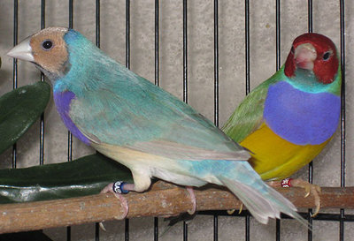 PastelAug2210a.jpg