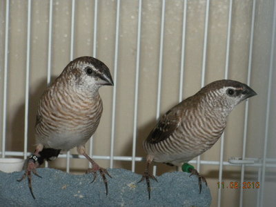 Two of the Cherry finches