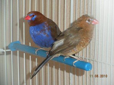 Purple Grenadier pair #3
