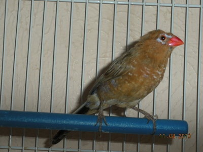 Purple Grenadier hen #3