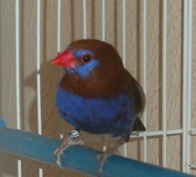 Purple Grenadier male #3