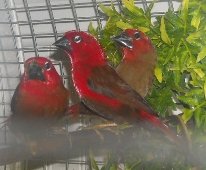 See all the brown on the chest of the new bird at the top  compared to the bird in the center? Female or young bird???