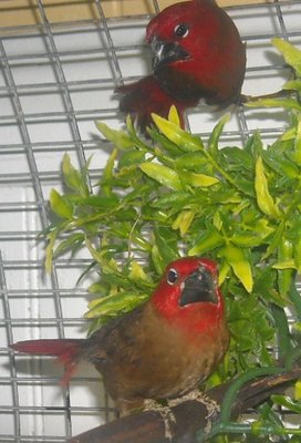 These are the two new birds