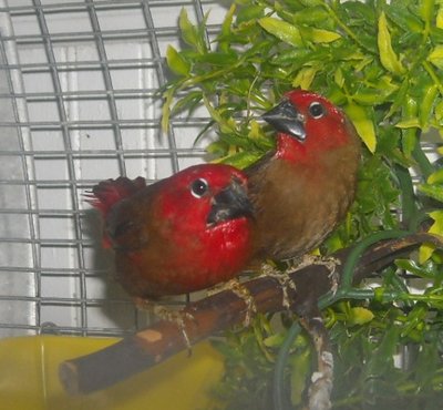 These are the two new birds I purchase today.