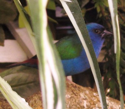 One of the male Forbes -- no name yet although I'm thinking about something like &quot;Napoleon&quot;!