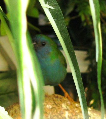 One of the female Forbes -- pretty shy little girl but doesn't hesitate to put the boys in their place if they need it!