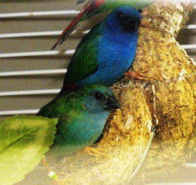And here they are together (for a few seconds anyway!)