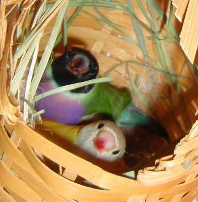 nesting.jpg