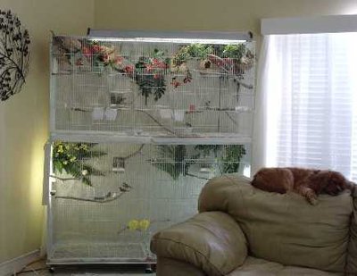 11-20 cage owls-gb top zebras bottom.jpg