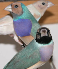 birdsc.jpg