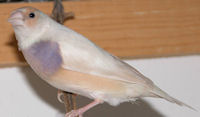 birdsb.jpg