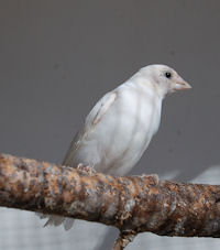 birdsa.jpg