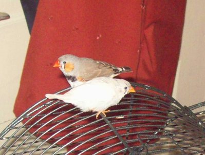 100_3385.jpg
