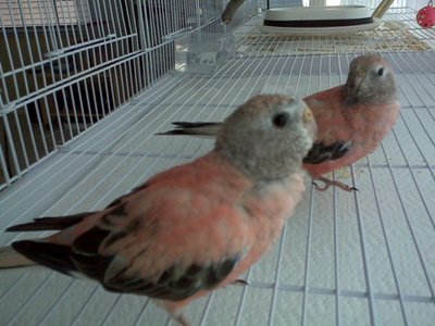 12-2-2010 bourkes.jpg