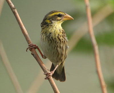 Manyar crested (Ploceus Manyar)