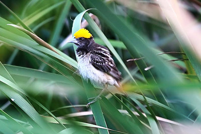 Tempua (Ploceus philippinus)