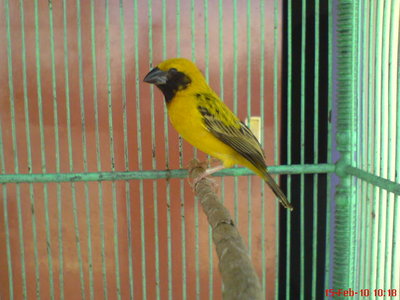 Manyar gold (Ploceus hypoxanthus)
