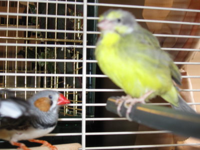 new birds 012.jpg