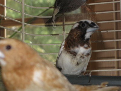 new birds 013.jpg